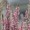 Broom Heather