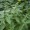 Hemp Nettle