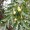 Hog Plum