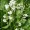 Horseradish