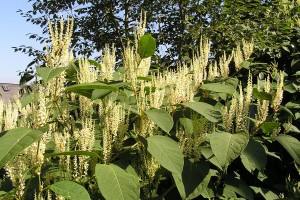 Japanese Knotweed