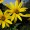 Jerusalem Artichoke