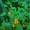 Jewel Weed