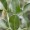 Kaffir Lime