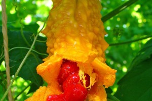 Karela
