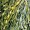 Kelp Atlantic