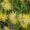Kidney Vetch