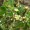 Knotgrass