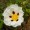 Labdanum