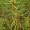 Labrador Leaf Tea