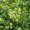 Lady's Mantle Silvery