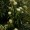 Lemon Myrtle