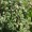 Lemon Thyme
