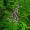 Lemon Verbena