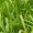 Lemongrass