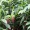 Lempoyang Wang