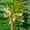 Lespedeza