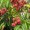 Lychee