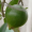 Lucuma