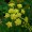 Lovage