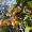 Loquat