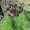 Lomatium