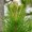 Loblolly Pine