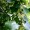 Linden Sapwood