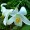 Lily Bulbs