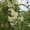 Glossy Privet