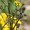Life Root