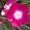 Madagascar Periwinkle