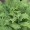 Male Fern
