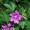 Malva