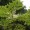 Manchurian Thorn Tree