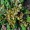 Mandrake
