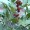 Mastic Gum of Chios