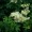 Meadowsweet