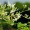 Moringa