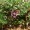 Mother of Thyme