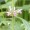 Motherwort, Chinese