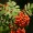 Mountain Ash Berry