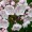 Mountain Laurel