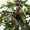 Mountain Pepper