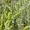 Glidewort