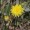 Hawkweed