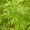 Mugwort, Chinese