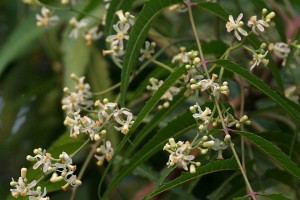 Neem