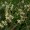 Bead Tree