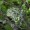 Oak Moss Lichen